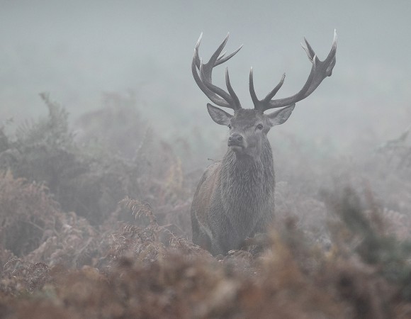 King of the Forest, the King Deer