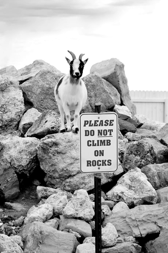 rebel-goat-dont-climb-rocks
